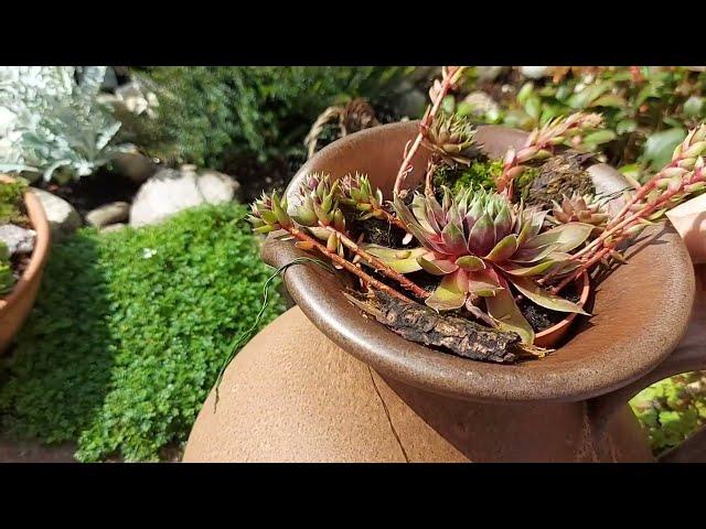 КАМЕННАЯ РОЗА / МОЛОДИЛО в моём саду ( композиции +садики) # SEMPERVIVUM in meinem Garten ‍️‍️