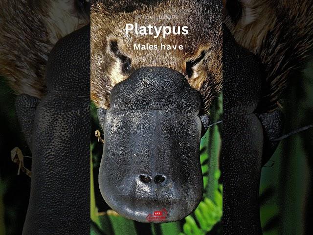 Platypus: Things you never knew