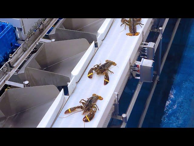 Lobster Sorting at Fleet Fisheries HQ Facility - Fisherman's Market Seafood Outlet - EatLobster.com