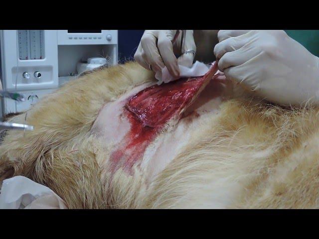 CAP 25 VETERINARIO ONLINE: gran herida PERRO Y GALLINA endoscopia