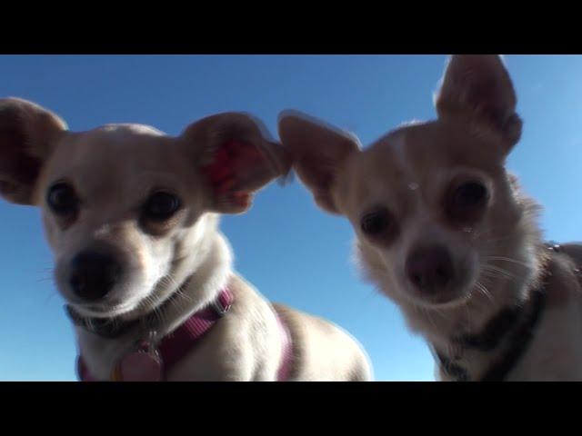 Peanut and Snowflake at Glamis Dunes 2-15-2015