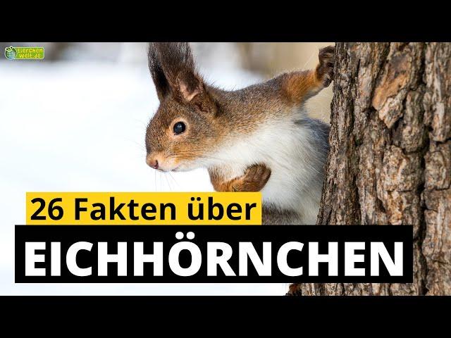 26 Steckbrief-Fakten über Eichhörnchen - Doku-Wissen über Tiere - für Kinder