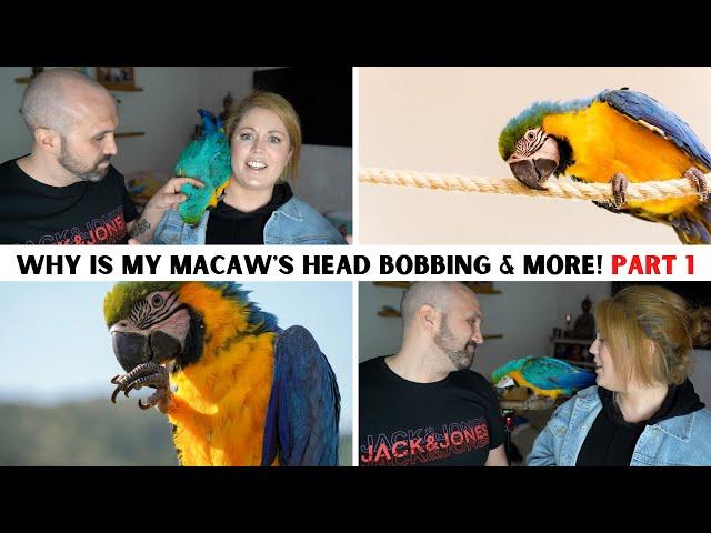 BABY MACAW BODY LANGUAGE AND BEHAVIOURS PART 1 | SHELBY THE MACAW