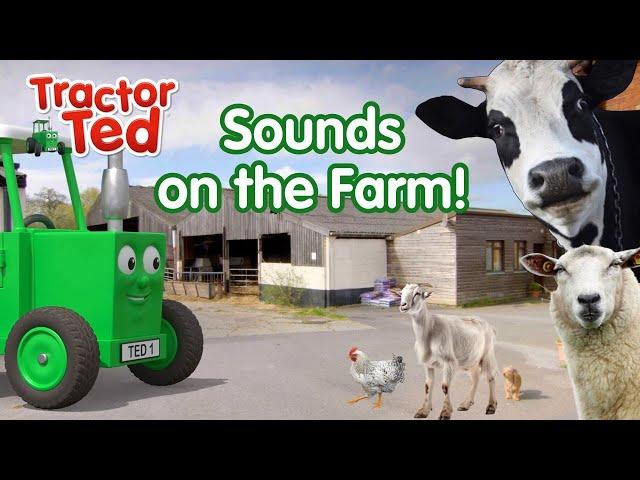 Can You Guess The Sounds On The Farm With Tractor Ted? ‍