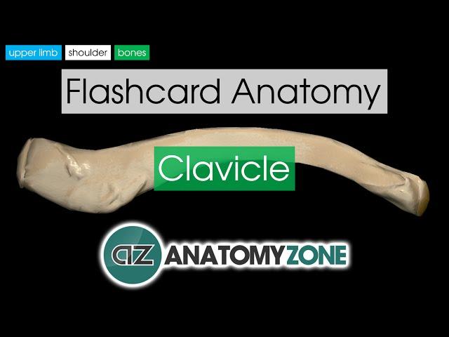 Clavicle | Flashcard Anatomy