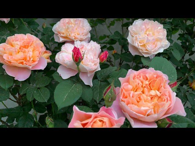 Роза Импрессионист ( Rose Impressionist ) США плетистая г. Киев 3.06.2023