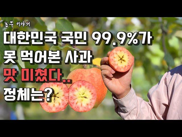 1개에 2만 원? 미친 고소득 작물, 국내 딱 50개 밖에 없는거 먹어보고 왔습니다.(귀농작물 추천, 사과 신품종 문루즈)