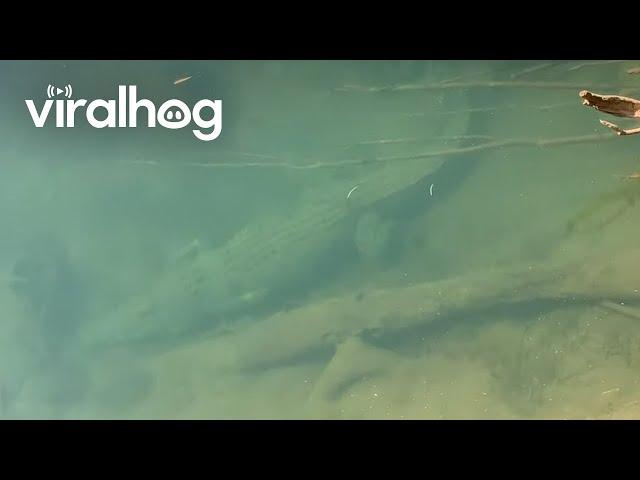 Close Encounter with a Hidden Saltwater Crocodile || ViralHog