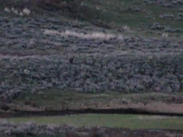 Yellowstone Wolf Pack Howling