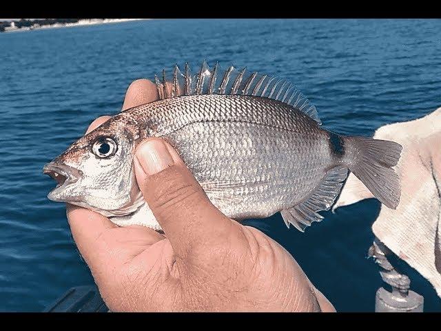 Рыбалка на Чёрном море 2018г. с лодки у берегов Евпатории ласкирь, барабуля, ставрида и дракончик.