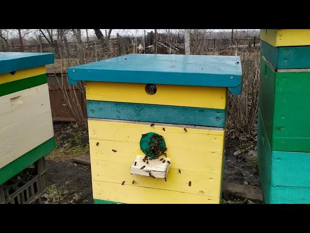 ОБЛЁТ ХЕРОВЫЙ ПЧЕЛОВОД ОПОНОШЕННОСТЬ ПЧЁЛ