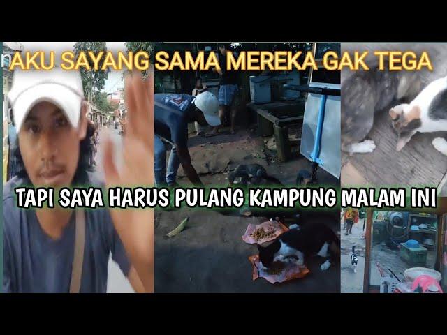 KUCING KALO LIHAT SAYA SEPERTI KESURUPAN