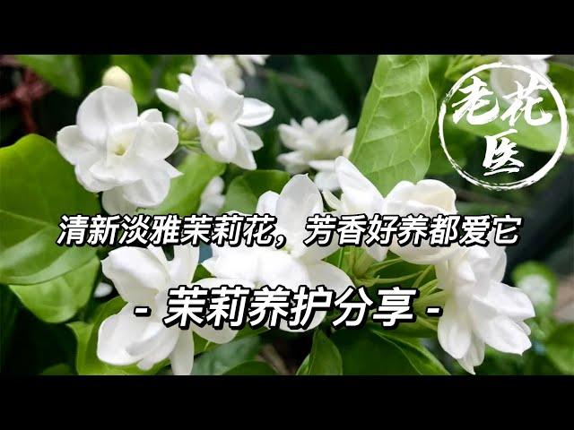 【老花医植物推荐】清新淡雅茉莉花，芳香好养都爱它！把握这几点，养出美丽茉莉花！ Tips and tricks for Jasmine growing and care.