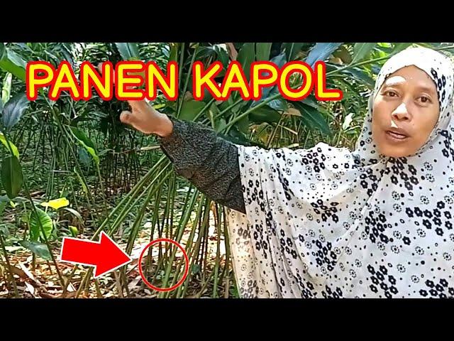 Panen KAPULAGA atau KAPOL di Kebun dekat Rumah l hidup di desa l vlog mbak retno