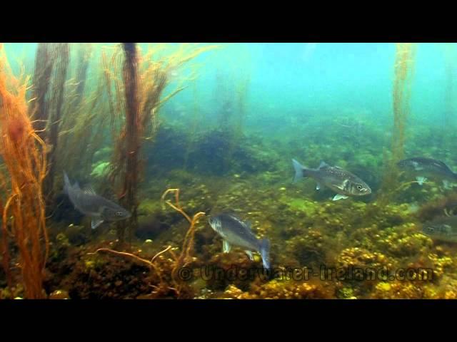 Underwater stock footage sea & ocean Ireland. 水下录像海和海洋 Imágenes subacuáticas del mar.