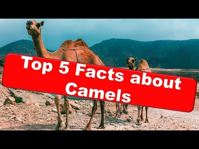 Top 5 Facts about Camels