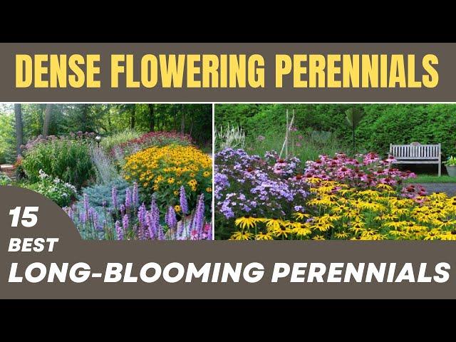 15 BEST Longest Blooming Perennials | Non-Stop Flowering Perennials For Low Maintenance Landscaping