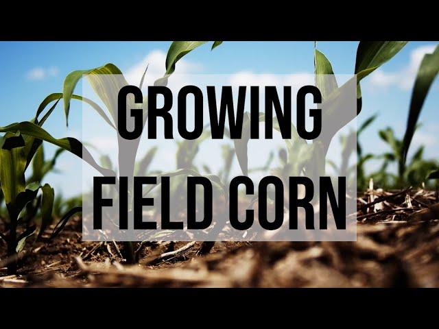 Growing Field Corn