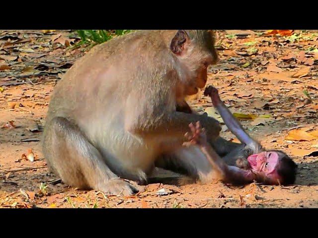 Oh My Baby! Small monkey mother stops milk during weaning