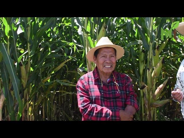 En la búsqueda de los mejores híbridos para Zacatecas. Parcelas demostrativas de maíz.