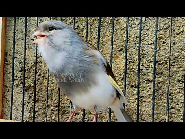 Canary Bird Singing Roll Video Training Canaries Canary Singing Like A Champion For Young Canary