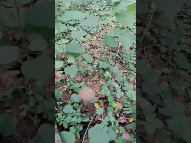 А вот и у нас появились грибы. Звуки леса, пение птиц и лето в Ленинградской области
