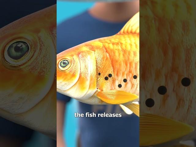 How Fish Breathe Underwater 
