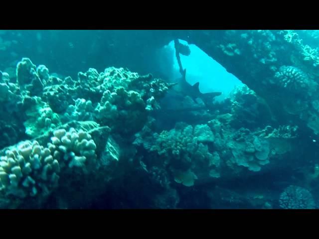 Diving Mala Wharf in Maui