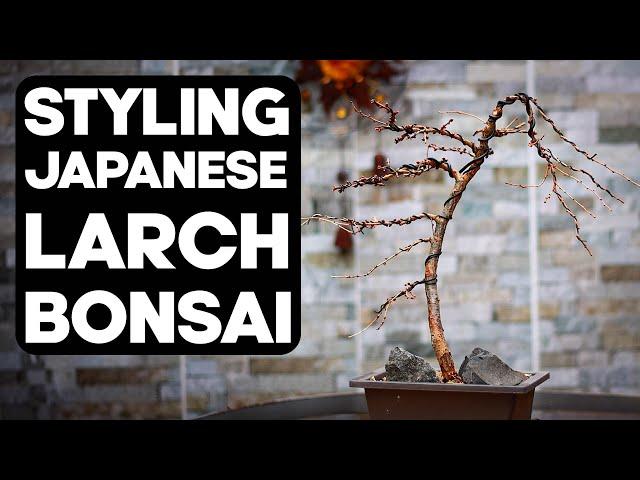 How To Make Bonsai From Japanese Larch