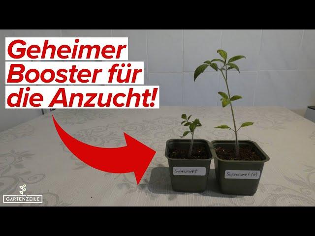 Booster für deine Anzucht [unbedingt ausprobieren!] Deine Pflanzen werden groß & stark!