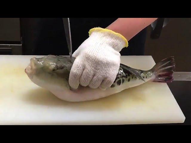 FUGU Fish : Filleting Most Poisonous FISH in the World