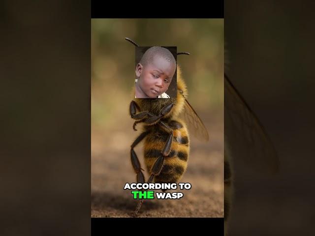 Gym Bee vs. Street Wasp – FIGHT!