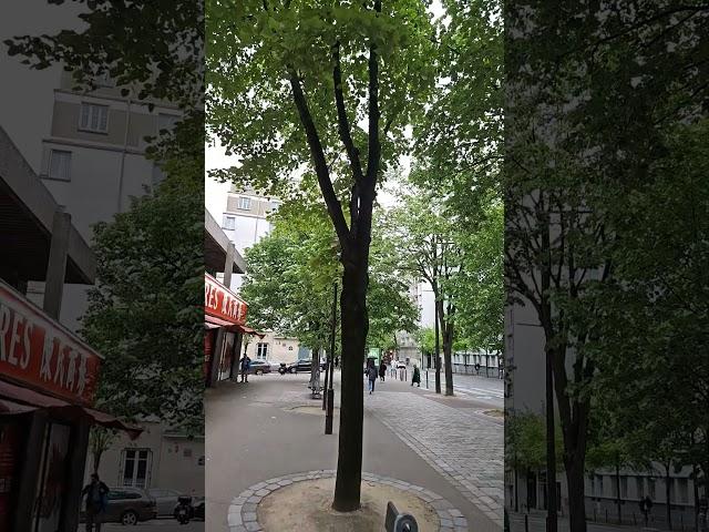 windy in Paris 19/04/2025 #paris #france #walkingtourinparis #walking #walkingtour