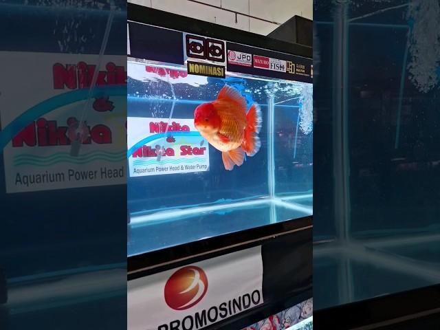 Goldfish Oranda Super Jumbo Grand Champion Piala Raja Jogja #goldfish #ikanmaskoki #shorts