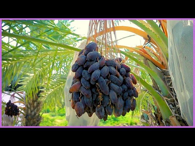 Modern Dates Palm Organic Farming | Dates Palm Harvest Technology |  Dates Farm And Processing