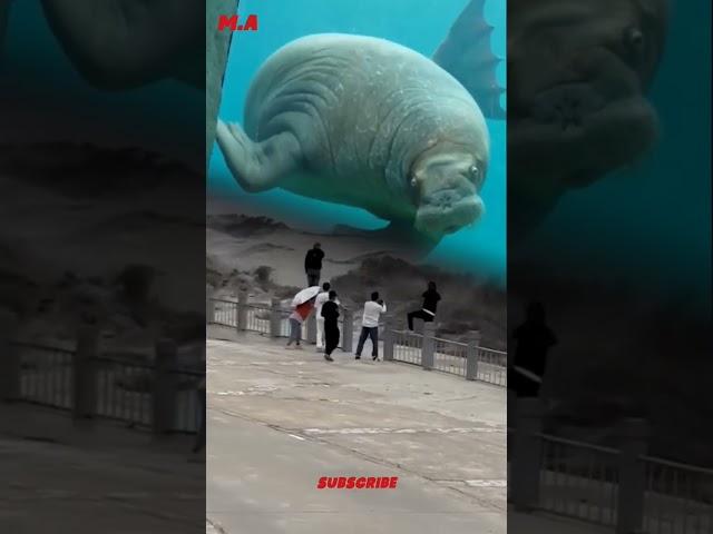 kuda laut besar