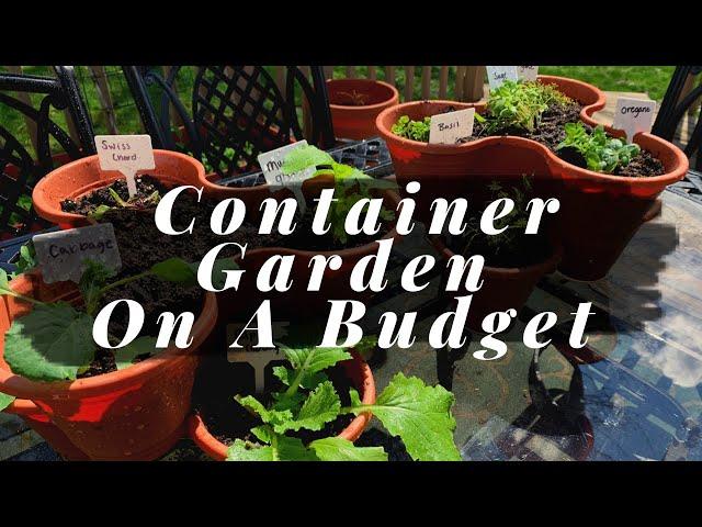 Container Gardening On A Budget | Dollar Tree