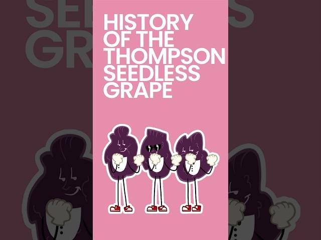 History of the Thompson Seedless Grape #shorts