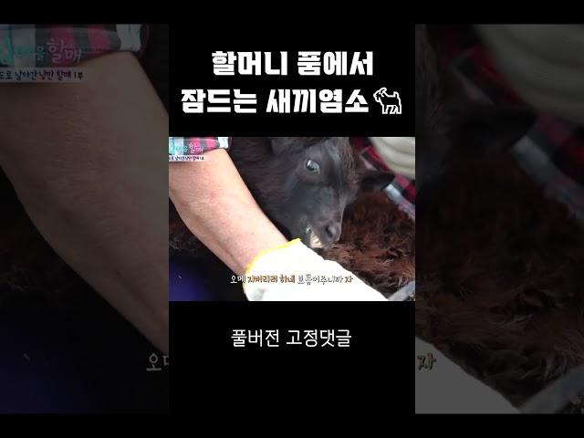 할머니 품에서 잠드는 새끼염소 #shorts I 섬마을할매 시즌 1 초도편