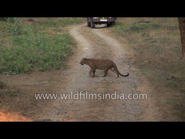 Leopard on the prowl, in the Indian jungle