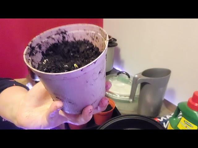 How to plant the germinated seeds from the Instant Pot