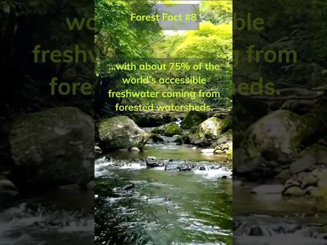 I didnt know that! Comment #water #river #youtubeshorts #waterresource #forestriver #forestwater