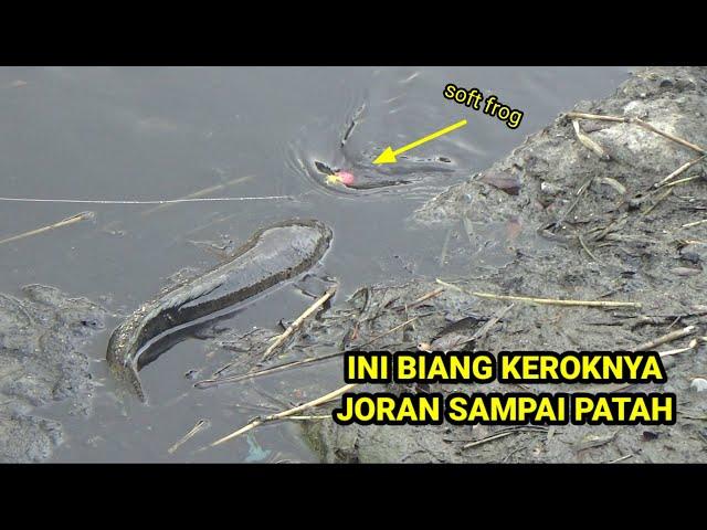 Mancing Ikan Gabus Besar Di Air Dangkal Sambaran Bertubi Tubi Sampai Joran Patah