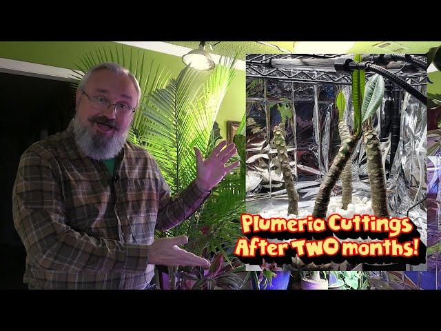 Plumeria Cutting Growth Update and January Greenhouse Palm Tour