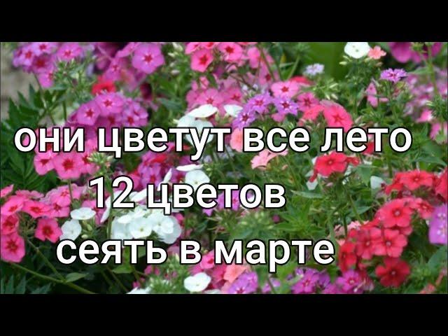 Самые ДОЛГОЦВЕТУЩИЕ цветы, посев на рассаду в марте