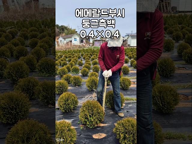 조경수 추천! 둥근측백 에메랄드부시 0.4×0.4, 정원 속 작고 단단한 존재 #가드닝
