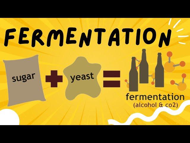 Fermentation explained in 3 minutes - Ethanol and Lactic Acid Fermentation