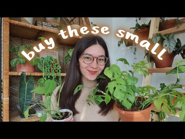 Houseplants to Buy SMALL!