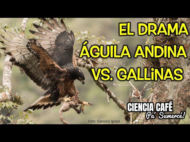 Drama águila andina vs. gallinas