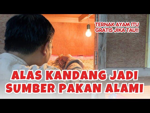 Cara Buat Alas Kandang Ayam Tanpa Bau